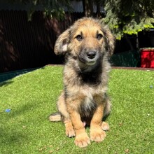 LEX, Hund, Mischlingshund in Rumänien - Bild 7