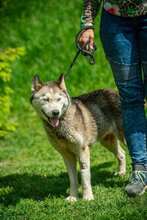 PENTAGON, Hund, Siberian Husky in Ungarn - Bild 2