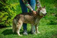 PENTAGON, Hund, Siberian Husky in Ungarn - Bild 3