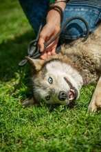 PENTAGON, Hund, Siberian Husky in Ungarn - Bild 4