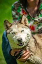 PENTAGON, Hund, Siberian Husky in Ungarn - Bild 5