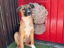 LAICA, Hund, Mischlingshund in Rumänien - Bild 1