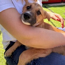 LAICA, Hund, Mischlingshund in Rumänien - Bild 2