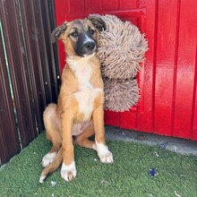 LAICA, Hund, Mischlingshund in Rumänien - Bild 3