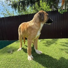 LAICA, Hund, Mischlingshund in Rumänien - Bild 4