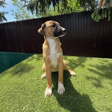 LAICA, Hund, Mischlingshund in Rumänien - Bild 6