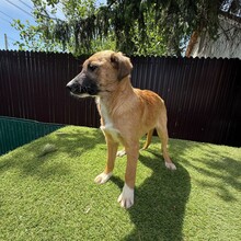 LAICA, Hund, Mischlingshund in Rumänien - Bild 7
