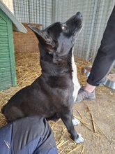 CSENGE4, Hund, Mischlingshund in Ungarn - Bild 2
