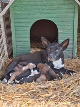 CSENGE4, Hund, Mischlingshund in Ungarn - Bild 3