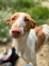 LUANA, Hund, Podenco in Spanien - Bild 1