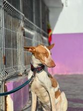 LUANA, Hund, Podenco in Spanien - Bild 10
