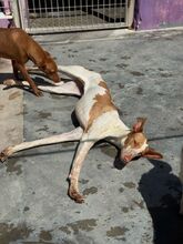 LUANA, Hund, Podenco in Spanien - Bild 2
