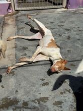 LUANA, Hund, Podenco in Spanien - Bild 3