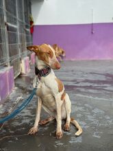 LUANA, Hund, Podenco in Spanien - Bild 4