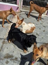 LUANA, Hund, Podenco in Spanien - Bild 5
