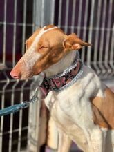 LUANA, Hund, Podenco in Spanien - Bild 6