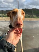 LUANA, Hund, Podenco in Spanien - Bild 7