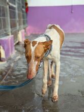 LUANA, Hund, Podenco in Spanien - Bild 8