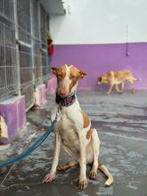 LUANA, Hund, Podenco in Spanien - Bild 9