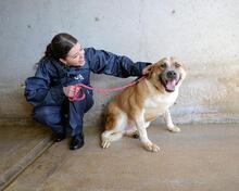 SAVERY, Hund, Mischlingshund in Italien - Bild 10