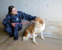 SAVERY, Hund, Mischlingshund in Italien - Bild 3