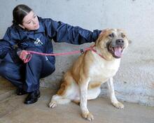 SAVERY, Hund, Mischlingshund in Italien - Bild 4