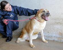 SAVERY, Hund, Mischlingshund in Italien - Bild 5