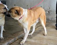 SAVERY, Hund, Mischlingshund in Italien - Bild 6