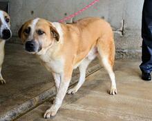 SAVERY, Hund, Mischlingshund in Italien - Bild 7