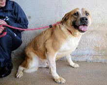 SAVERY, Hund, Mischlingshund in Italien - Bild 9