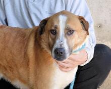SCOTLEE, Hund, Mischlingshund in Italien - Bild 1