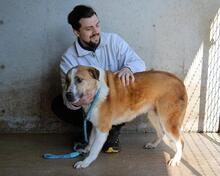 SCOTLEE, Hund, Mischlingshund in Italien - Bild 2