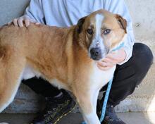 SCOTLEE, Hund, Mischlingshund in Italien - Bild 5