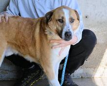SCOTLEE, Hund, Mischlingshund in Italien - Bild 6