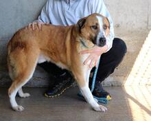 SCOTLEE, Hund, Mischlingshund in Italien - Bild 8