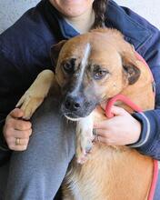 SUNITHA, Hund, Mischlingshund in Italien - Bild 1