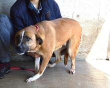 SUNITHA, Hund, Mischlingshund in Italien - Bild 10