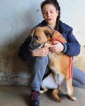 SUNITHA, Hund, Mischlingshund in Italien - Bild 11