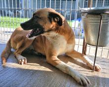 SUNITHA, Hund, Mischlingshund in Italien - Bild 2