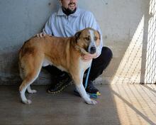 SUNITHA, Hund, Mischlingshund in Italien - Bild 3