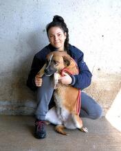 SUNITHA, Hund, Mischlingshund in Italien - Bild 4