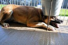 SUNITHA, Hund, Mischlingshund in Italien - Bild 5