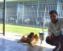 SUNITHA, Hund, Mischlingshund in Italien - Bild 6