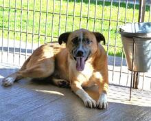 SUNITHA, Hund, Mischlingshund in Italien - Bild 7