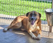 SUNITHA, Hund, Mischlingshund in Italien - Bild 8