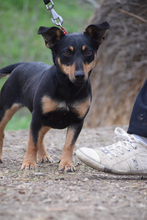 LUDMILLA, Hund, Mischlingshund in Ungarn - Bild 1