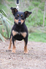 LUDMILLA, Hund, Mischlingshund in Ungarn - Bild 2