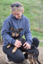 LUDMILLA, Hund, Mischlingshund in Ungarn - Bild 3