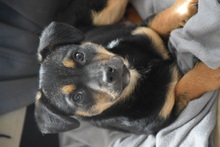 ERIK, Hund, Mischlingshund in Ungarn - Bild 1