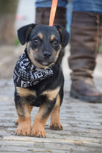 ERIK, Hund, Mischlingshund in Ungarn - Bild 2